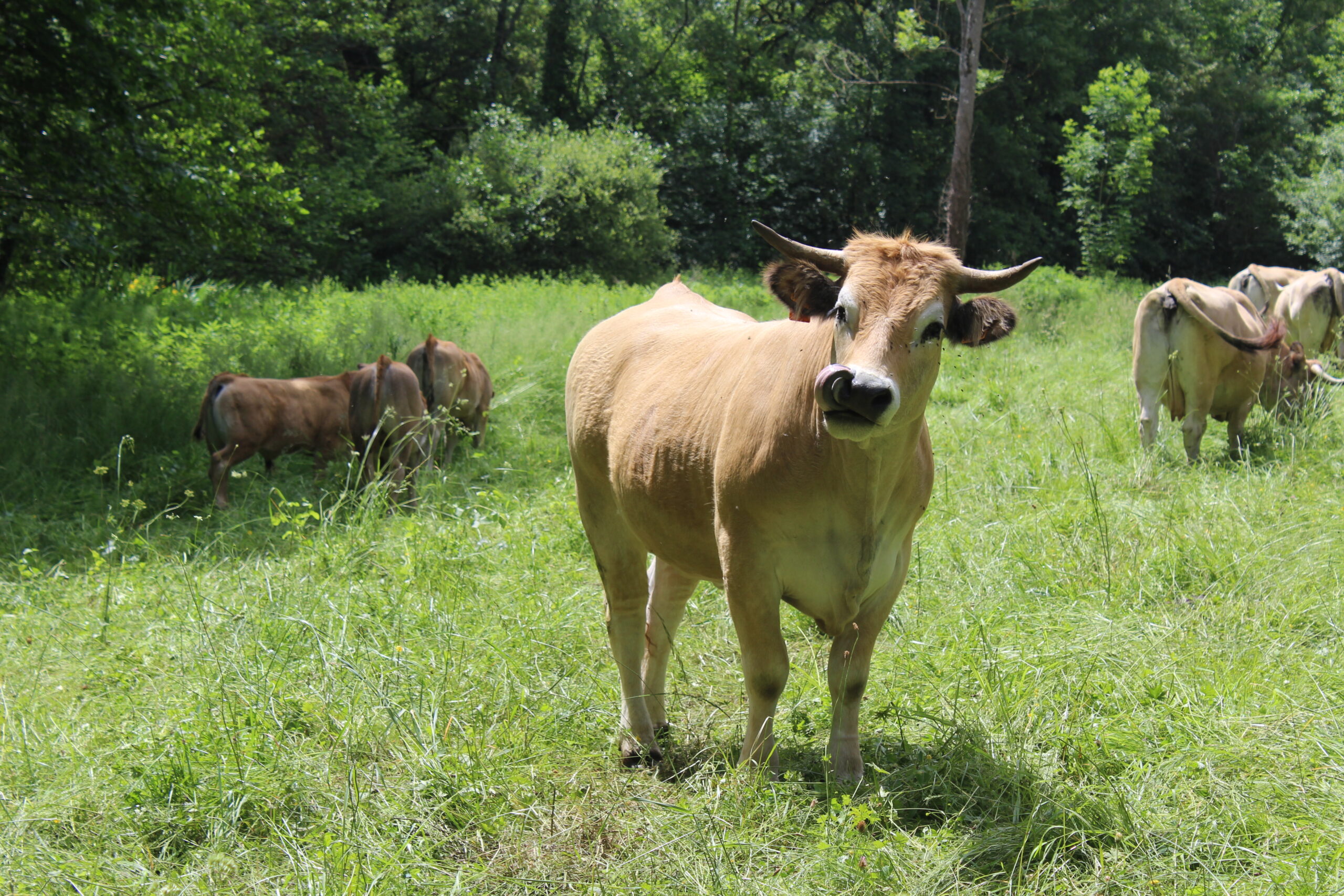 vache aubrac et son veau